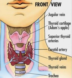 thyroid